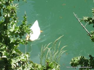 rrente Saracena-26-04-2014 17-07-29